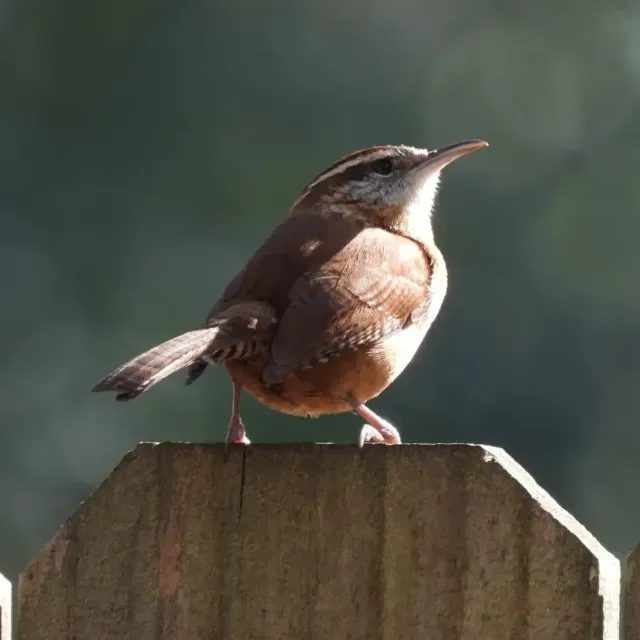 thumbnail for publication: The Carolina Wren: A Tiny Bird with a Huge Personality